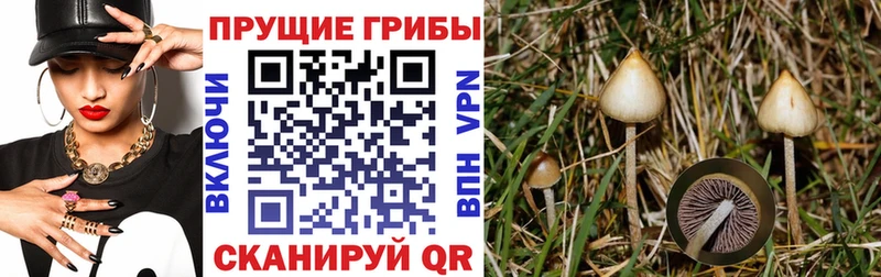 Псилоцибиновые грибы GOLDEN TEACHER  Купить  Татарск 